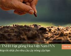 Công Ty Hạt Giống Việt Nam