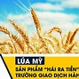 Hiệp Hội Lúa Mì Việt Nam Việt Nam Hiện Nay Là Ai